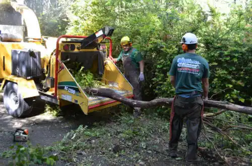 tree services Lauderdale Lakes